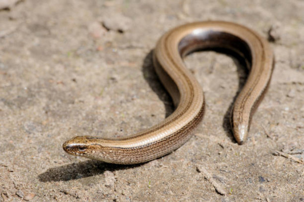 Orvet fragile (Anguis fragilis) / istockphoto